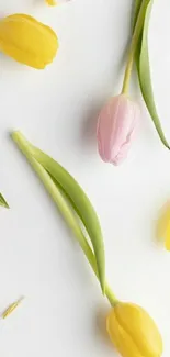 Elegant pink and yellow tulip wallpaper with white background.