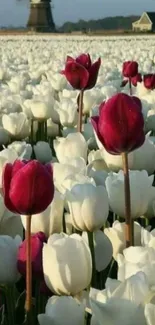 Field of white tulips with a windmill in the background.