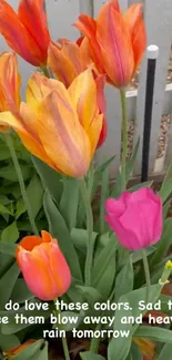 Vibrant tulips in a garden with orange and pink blooms under a bright sky.