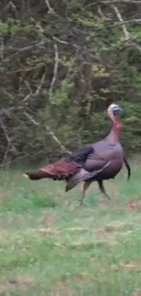 Wild turkey strolling through a lush green forest setting.