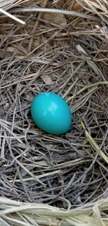 Turquoise egg lying in a brown bird's nest.