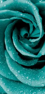 Turquoise rose with water droplets on petals.