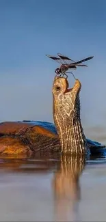 Turtle with dragonfly on its head in tranquil lake.