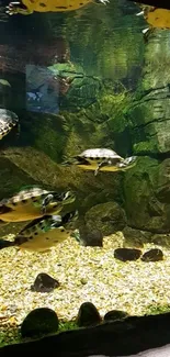 Turtles swimming in a rocky aquarium setting, nature-themed wallpaper.