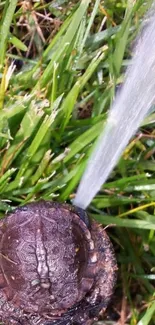 Turtle on vibrant green grass with a water stream.