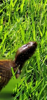 Turtle nestled in vibrant green grass, showcasing nature's beauty.