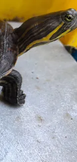 Close-up image of a turtle with a vibrant yellow background.