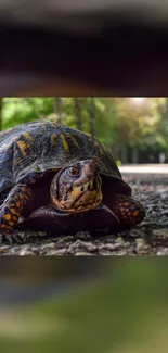 A turtle on a forest path with lush greenery in the background.