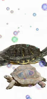 Two turtles with colorful bubbles on a white background wallpaper.