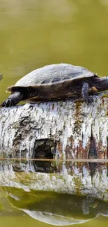 Two turtles basking on a log over calm water in nature.