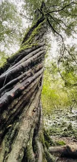 Majestic twisted tree trunk in a lush forest setting.