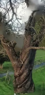 Twisted tree trunk with green grass background.