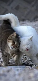 Two cats walking together outdoors, showing affection.