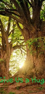 Sunlit majestic trees with green leaves in a serene forest setting.