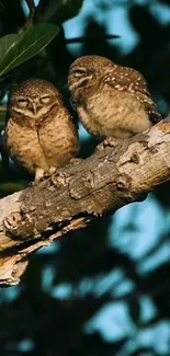 Two owls resting peacefully on a tree branch at dusk.