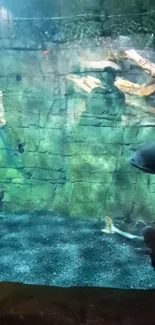 Underwater aquarium scene with fish and rock background.