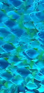 Vibrant cyan blue underwater fish wallpaper.