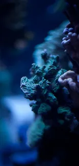 Close-up view of underwater coral with vibrant colors and intricate textures.