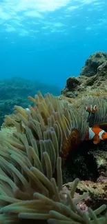 Underwater coral reef scene with clownfish swimming.