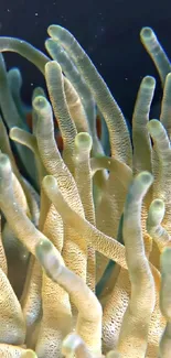 Close-up of elegant underwater coral in beige tones.