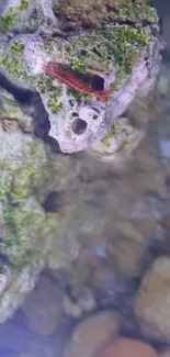 Vibrant underwater coral reef with algae.