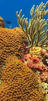 Vibrant orange coral reef with diverse marine life underwater.