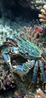 Colorful crab amidst coral reef underwater.