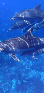 Dolphins gracefully swim underwater in blue ocean.