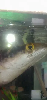 Fish swimming in an aquarium with vibrant colors and reflections.