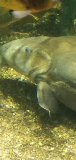 Underwater scene with fish and textured background.