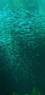 Swarm of fish swimming underwater.