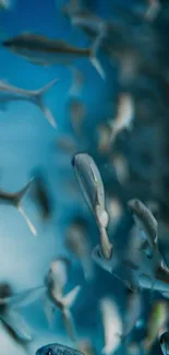 Underwater fish swimming in a blue ocean scene.