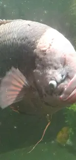 Close-up of a fish with green underwater plants in the background.