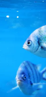 Underwater scene with blue fish swimming gracefully.