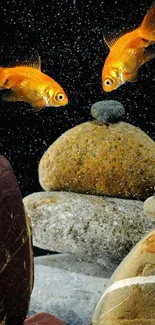 Goldfish swimming against a rocky background in an elegant underwater scene.