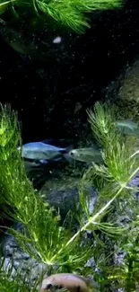 Underwater scene with green plants and fish, creating a serene and natural ambiance.