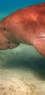 Manatee grazes calmly underwater, creating peaceful vibe.