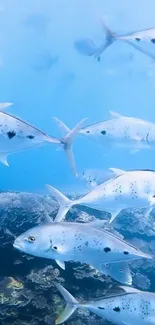 Underwater scene with fish swimming over coral.