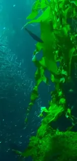 Underwater scene with green kelp and ocean hues as mobile wallpaper.