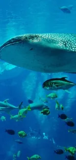 Majestic whale shark swimming underwater with colorful fish.