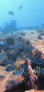 Underwater scene with colorful fish over coral reefs in blue ocean waters.