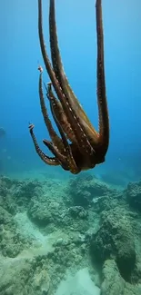 Captivating underwater wallpaper with a swimming octopus and blue ocean background.