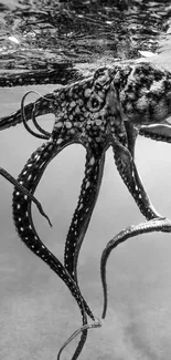 Black and white octopus in underwater scene.