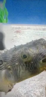 Pufferfish in vibrant underwater scene with ocean backdrop.