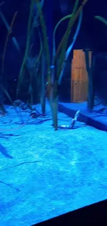 Underwater scene with blue hues and aquatic plants.