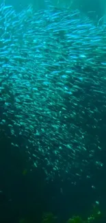 Vibrant school of fish in turquoise waters mobile wallpaper.