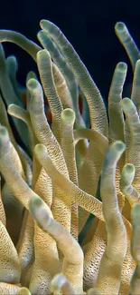 Underwater sea anemone with pale green hues.