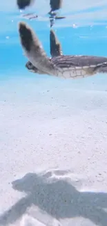 Sea turtle swims gracefully underwater in clear blue ocean.