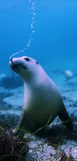 Underwater view of a playful seal in the ocean depths.