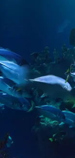 Deep blue underwater scene with a school of fish and coral formations.